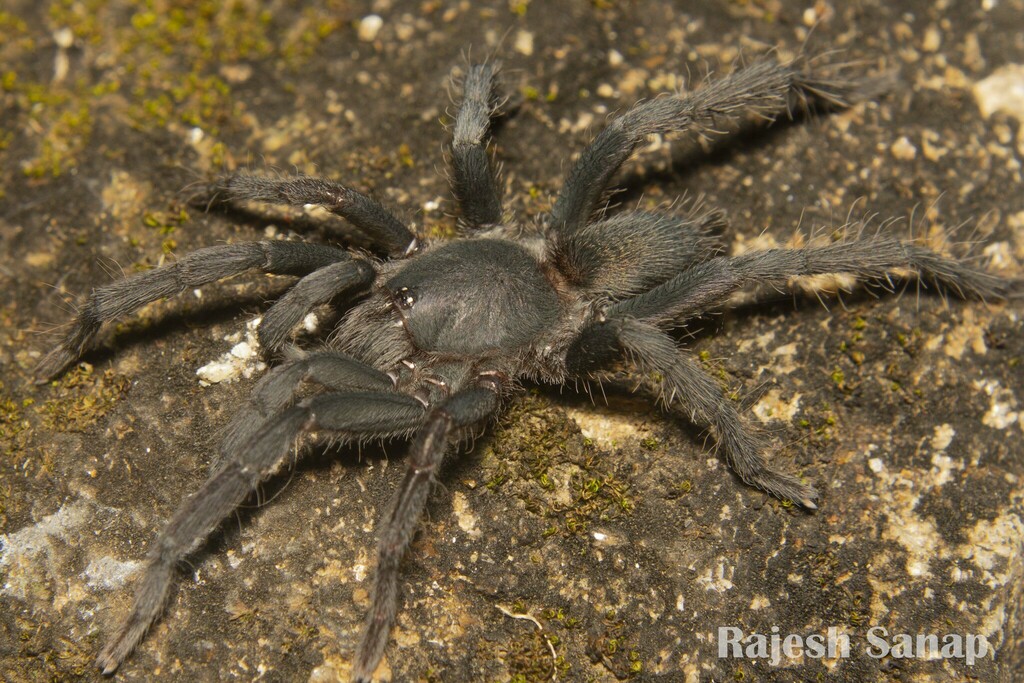 Annandaliella travancorica