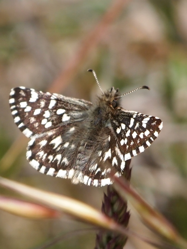 Grizzled Skippers