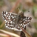 Grizzled Skippers - Photo (c) J. Maughn, some rights reserved (CC BY-NC), uploaded by J. Maughn