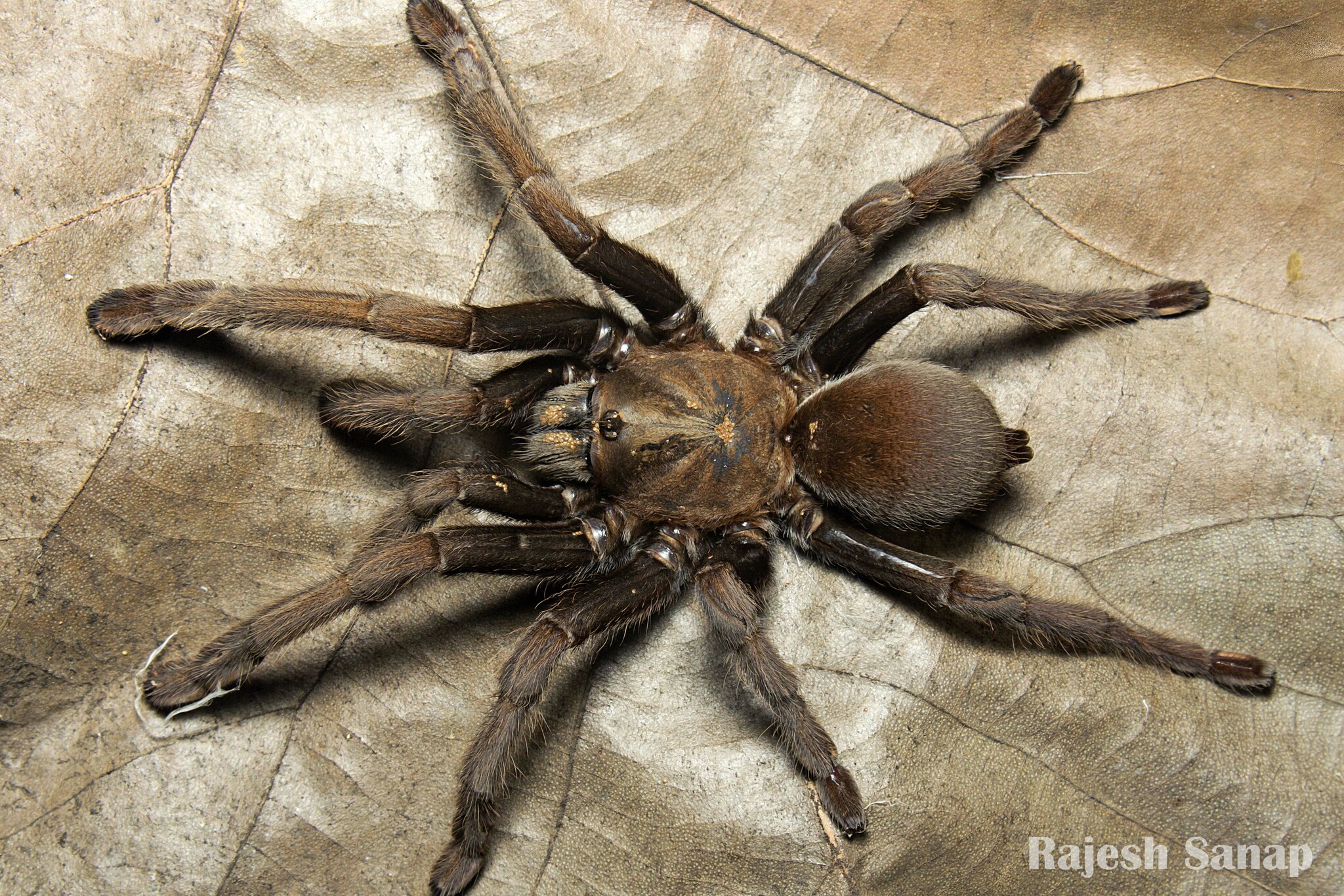 Lesser Goa Mustard Tarantula (Thrigmopoeus truculentus) · iNaturalist