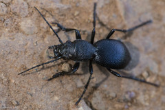 Omus californicus