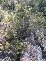 Eriogonum fasciculatum fasciculatum