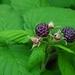 Rubus leucodermis - Photo (c) chipmunk_1, μερικά δικαιώματα διατηρούνται (CC BY-SA)