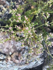 Eriogonum fasciculatum fasciculatum