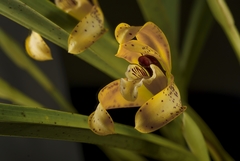 Maxillaria picta
