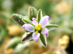 Spergularia bocconei
