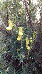 Calceolaria buchtieniana