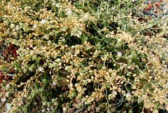 Spergularia bocconei