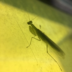Tropidomantis gressitti