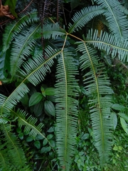 Dicranopteris