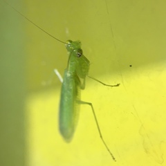 Tropidomantis gressitti