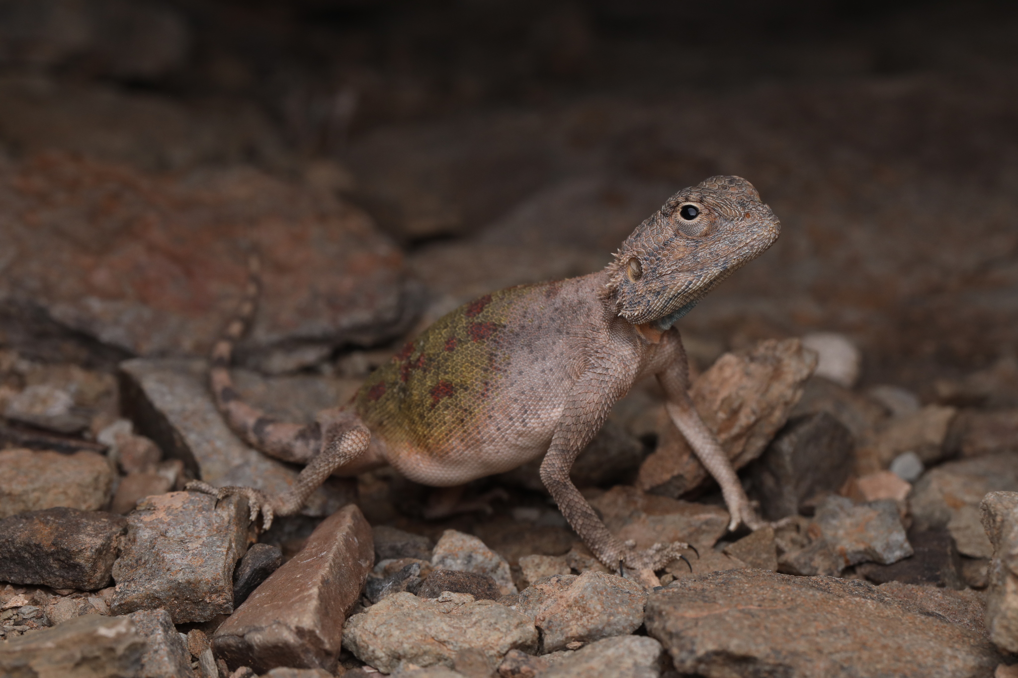 Agama anchietae Bocage, 1896