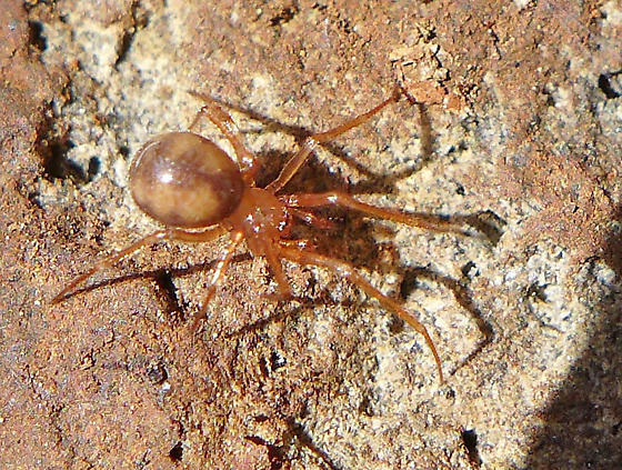 Nesticus silvestrii Aranea of the Santa Cruz Mountains iNaturalist