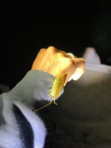 Ligia exotica observed 2023-06-28