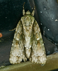 Acronicta connecta