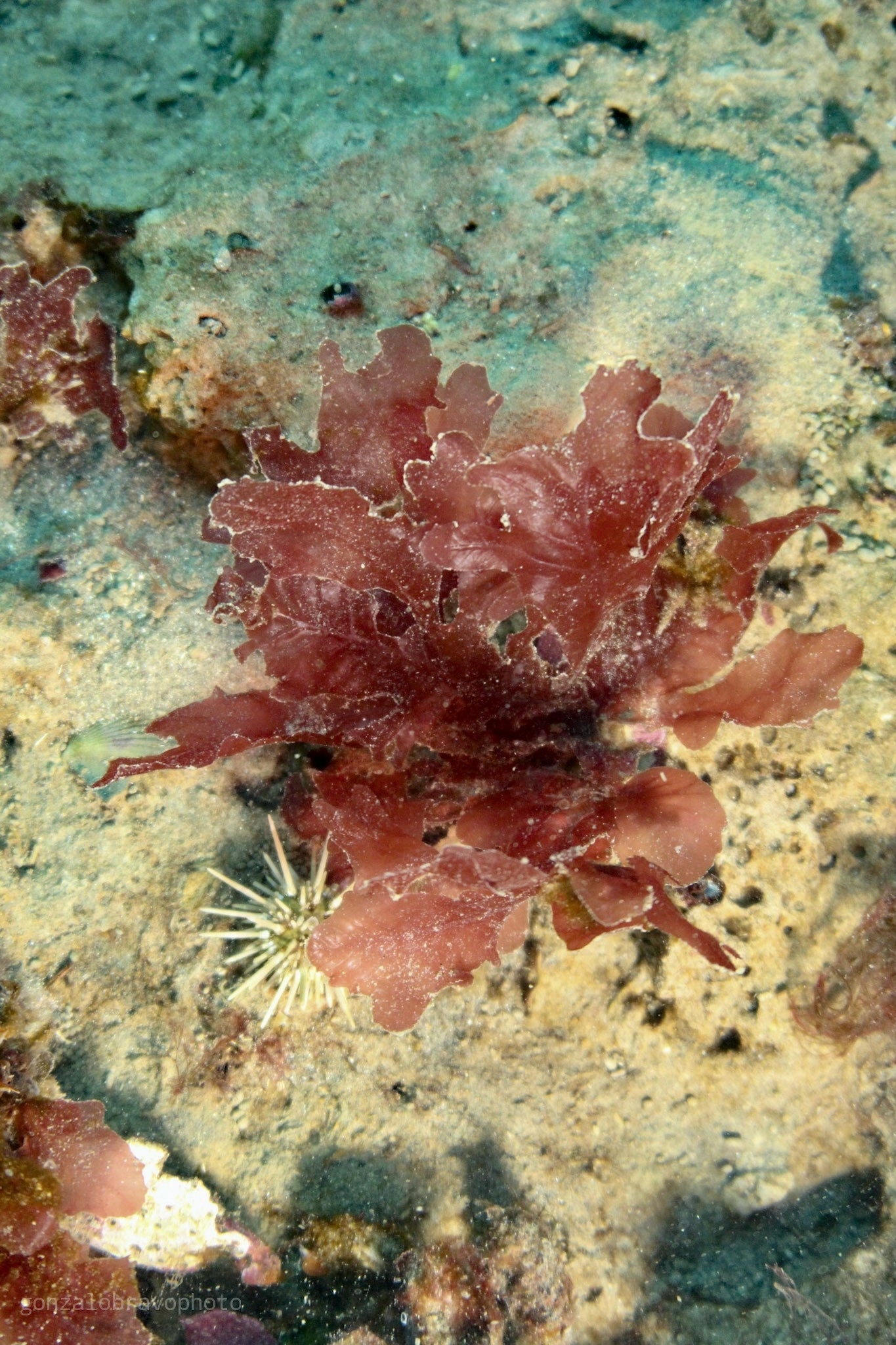 Phycodrys quercifolia