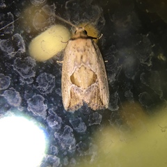 Strotihypera macroplaga