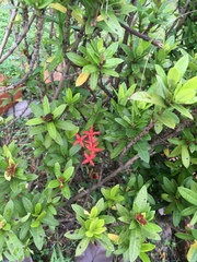 Ixora coccinea