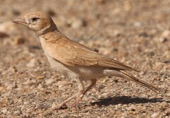 Dunn's Lark photo 1