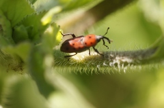 Rhodobaenus tredecimpunctatus