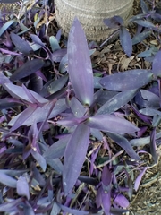 Tradescantia pallida