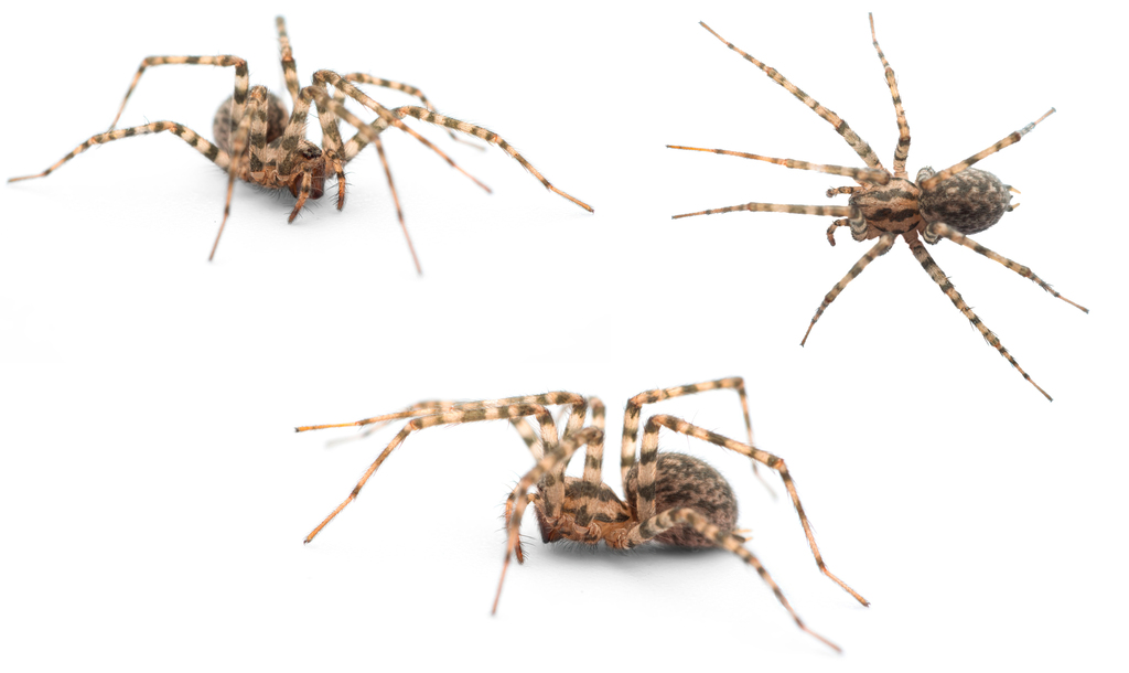 Tegenaria dalmatica