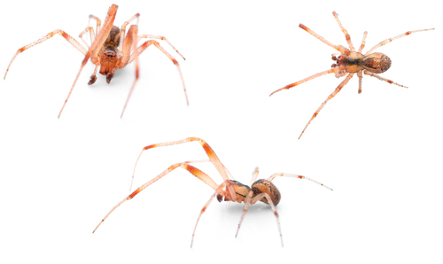 Anelosimus pulchellus