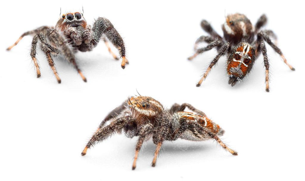Thyene imperialis
