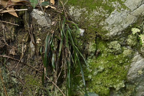 Long Strap Fern (Haplopteris elongata)