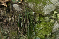 Long Strap Fern (Haplopteris elongata)