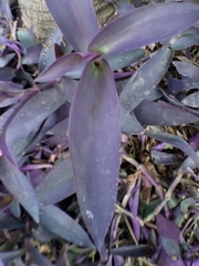 Tradescantia pallida