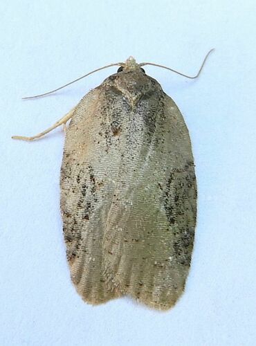 Lesser Maple Leafroller photo 2