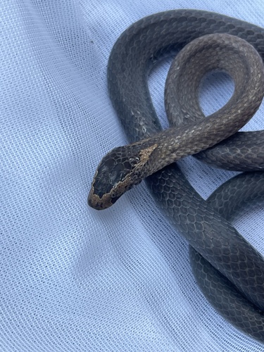 Golden-crowned Snake sighting