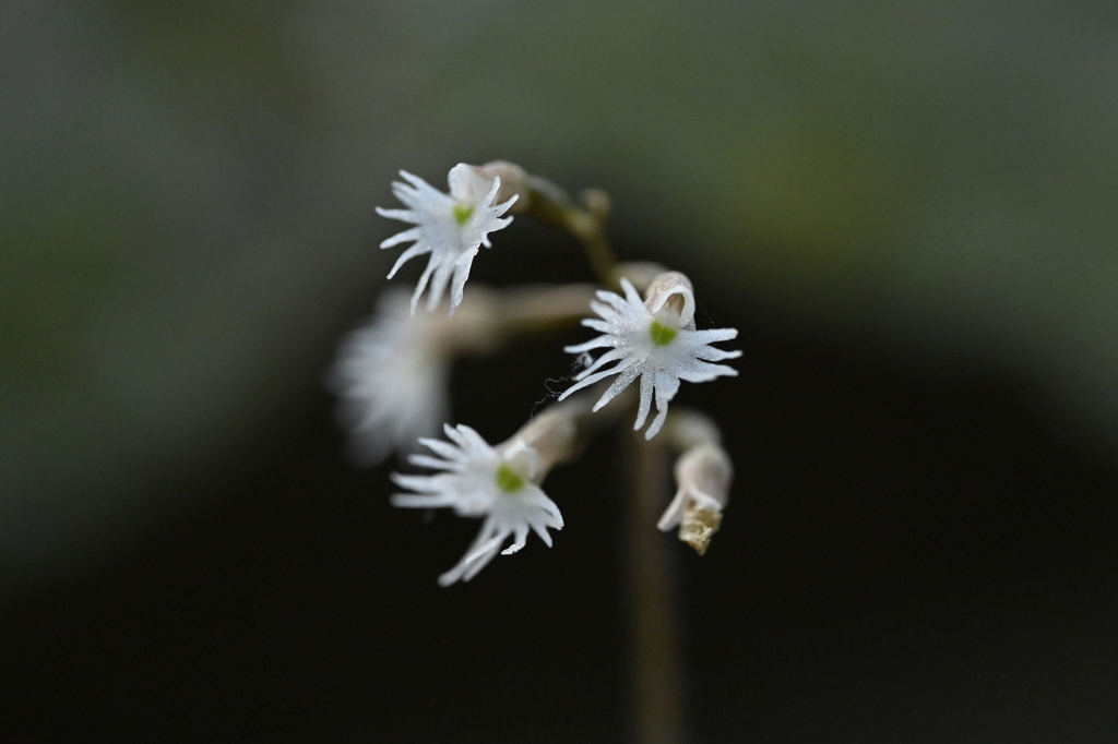 Cheirostylis cochinchinensis