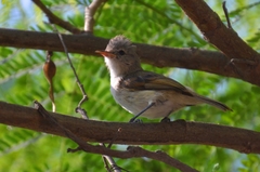 Camptostoma obsoletum