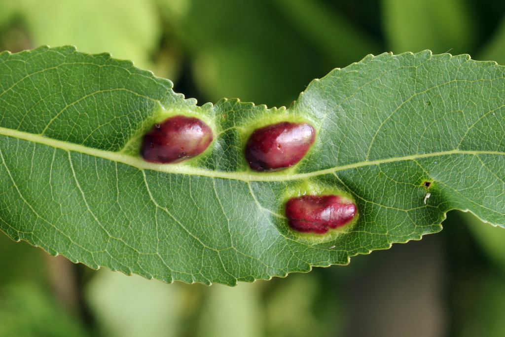 Willow Redgall Sawfly