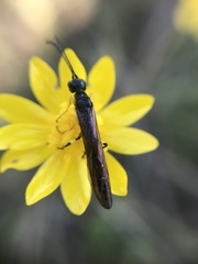 Cephidae
