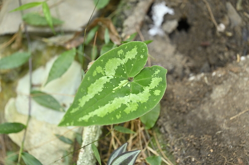 Asarum satsumense iNat (2)