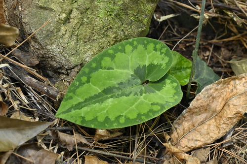 Asarum satsumense iNat (3)