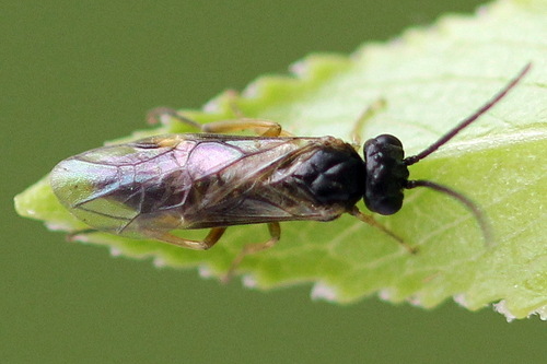 Willow Redgall Sawfly