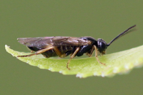 Willow Redgall Sawfly