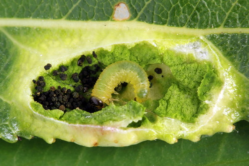 Willow Redgall Sawfly