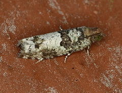 Pseudexentera knudsoni