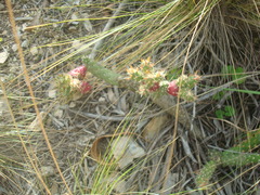 Austrocylindropuntia shaferi