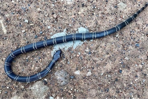 East African Garter Snake