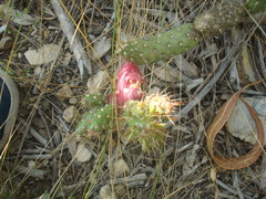 Austrocylindropuntia shaferi