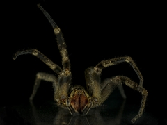 Phoneutria nigriventer