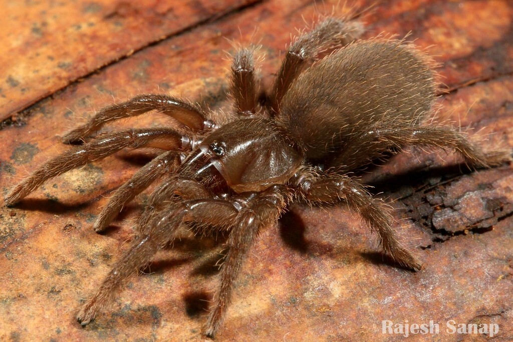 Heterophrictus aareyensis