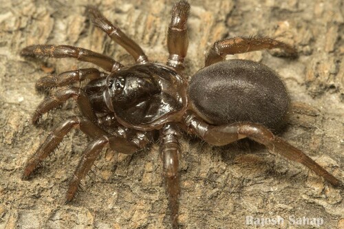 Idiops bombayensis
