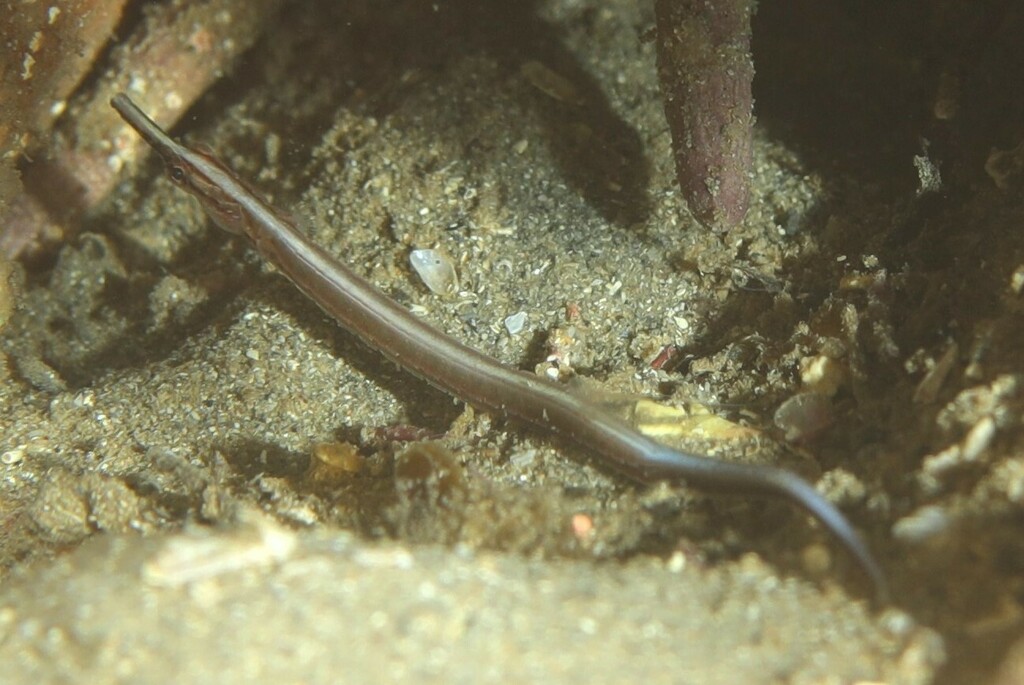 Sawtooth Pipefish from 1 Bower Ln, Manly NSW 2095, Australia on March ...